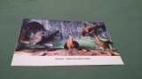 CARTE POSTALA MUZEUL MARAMURESAN -DIORAMA -PADURI DE MOLID MONTANE NECIRCULATA