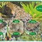 GABON 2020 - Fauna, Pantere / set complet colita + bloc