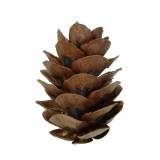 Set Conuri Decorative, Lemn, 3cm, 50 Bucăți, Culoare Naturală, Oem