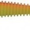 SHAD JAXON INTENSA IND 10CM P 5/PLIC