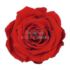 Trandafiri Criogenati XL RED-02 (Ø6-6,5cm, set 6 buc /cutie)