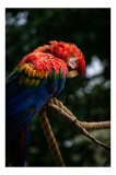 Tablou Canvas, "Papagalul splendid &icirc;n natură vibrantă", Colorit, Pene, Ramură, Papagal, Tropical, Strălucire, Natură, Diversitate, Paznic, Redutabil,