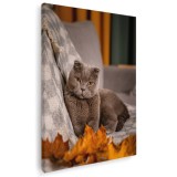 Tablou pisica maro Scottish Fold pisici Tablou canvas pe panza CU RAMA 30x40 cm