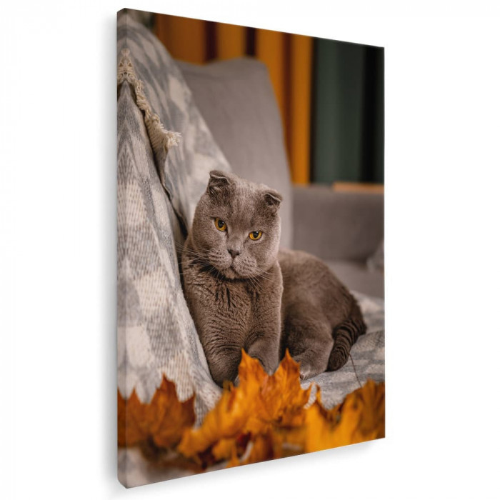 Tablou pisica maro Scottish Fold pisici Tablou canvas pe panza CU RAMA 80x120 cm