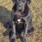 Cane Corso, cu pedigree!