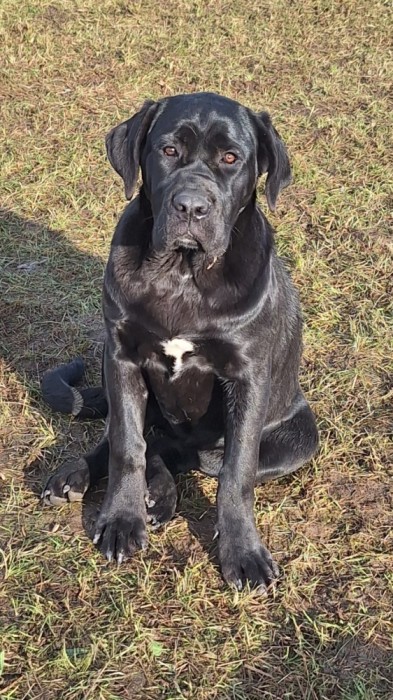 Cane Corso, cu pedigree!