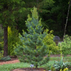 PINUS KORAIENSIS . pin corean / 5 seminte in pachet pentru semanat foto