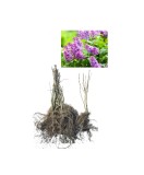 Liliac mov (Syringa vulgaris) 30-40 cm tufa , radacina libera, Oem