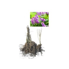 Liliac mov (Syringa vulgaris) 30-40 cm tufa , radacina libera