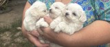 Bichon maltez