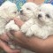 Bichon maltez