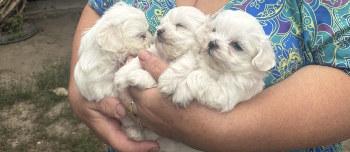 Bichon maltez