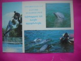 HOPCT 15752 DELFINARIU - BATUMI- ABHAZIA --GEORGIA / GRUZIA - -EUROPA -NECIRCULATA