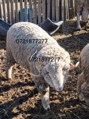 Berbeci/berbecuti carne si merinos Pallas cu certificat de origine foto