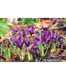 Iris Reticulata, Purple Gem., Violet, 5/6, 1 Bulb, Oem