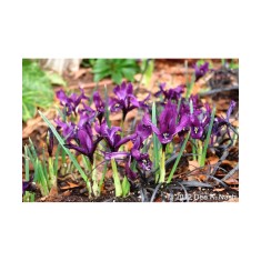 Iris Reticulata, Purple Gem., Violet, 5/6, 1 Bulb