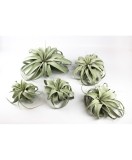 Plantă aeriana, Tillandsia Xerographica, Mini mini, 8-10 cm, Oem