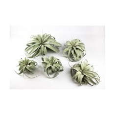 Plantă aeriana, Tillandsia Xerographica, Mini mini, 8-10 cm