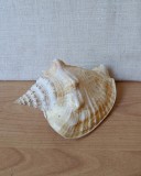 Scoica naturala de dimensiuni mari