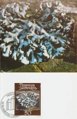 Liechtenstein 1981 - Lichen, Carte Maxima foto