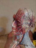 CORP OMENESC MULAJ TORS UMAN Antichitate Didactica RARA Macheta anatomica VECHE