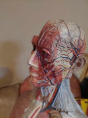 CORP OMENESC MULAJ TORS UMAN Antichitate Didactica RARA Macheta anatomica VECHE