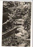 CPI B14288 CARTE POSTALA - SLANIC MOLDOVA. ALEEA IZVOARELOR, RPR, Necirculata, Fotografie