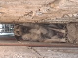 Căței lățoși, cu masivitate și &icirc;nălțime, Pedigree