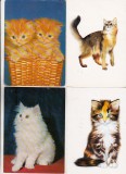 Bnk cp Pisici - lot 20 carti postale, Necirculata, Printata