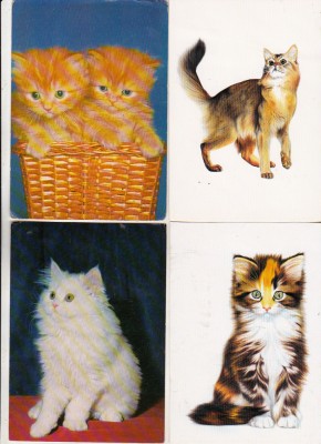 bnk cp Pisici - lot 20 carti postale foto