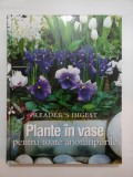 Plante in vase pentru toate anotimpurile - Reader&#039;s Gigest