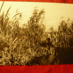 Fotografie - Pescar amator pe un canal din Delta Dunarii ,cca.1967 ,dim.= 17,5x