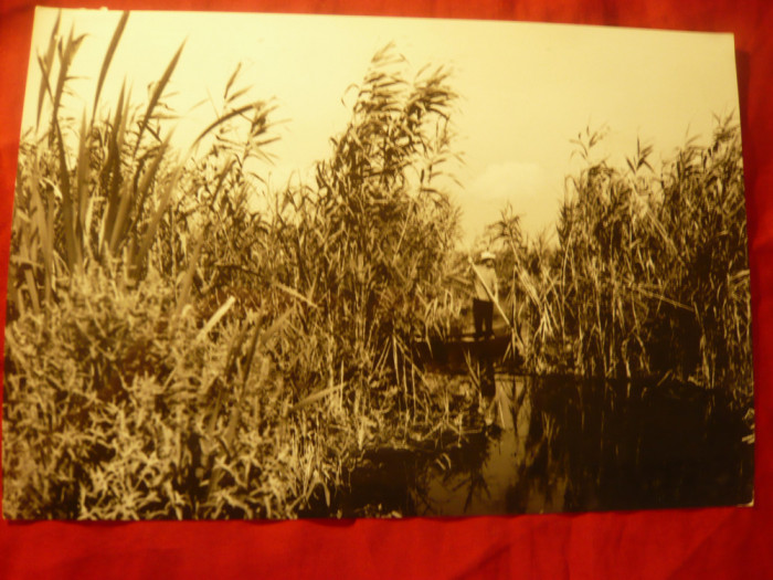 Fotografie - Pescar amator pe un canal din Delta Dunarii ,cca.1967 ,dim.= 17,5x