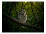 Tablou Canvas, "Bufnița vigilentă păzind pădurea tăcută", Bufniță, Privire, Noapte, Ramură, Mister, Pădure, Frunziș, Natură, Ochi, Natura, Solitudine,