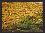 CPIB 22393 - CARTE POSTALA - BAILE FELIX. LACUL CU LOTUS, NECIRCULATA