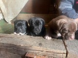 American Bully disponibili