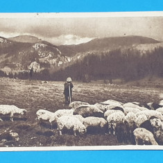 Carte Postala veche circulata - Valea Ialomitei - Cioban cu mioare