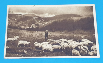 Carte Postala veche circulata - Valea Ialomitei - Cioban cu mioare foto