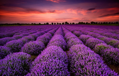 Fototapet de perete autoadeziv si lavabil Camp de lavanda in apus de soare, 350 x 250 cm foto