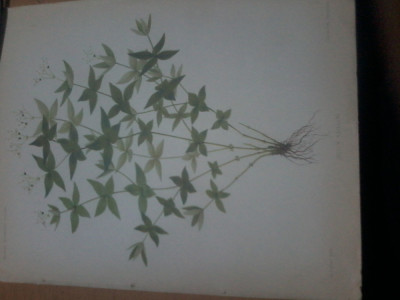 Cromolitografie Galium Bailloni, Analele Academiei Romane, cca. 1890 foto