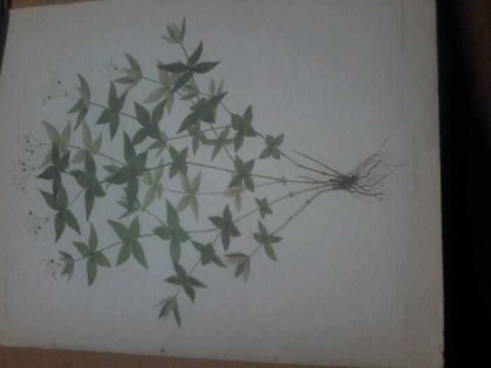 Cromolitografie Galium Bailloni, Analele Academiei Romane, cca. 1890