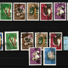 Timbre Rusia, URSS, 1964 | Produse agricole - Legume, Plante | DT + NDT | aph