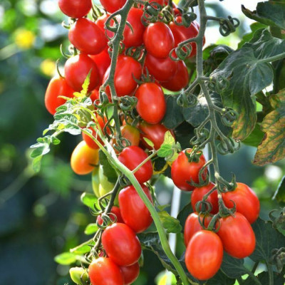 Rosii , tomate suculente soiul ROMA VF - 5 seminte pentru semanat foto