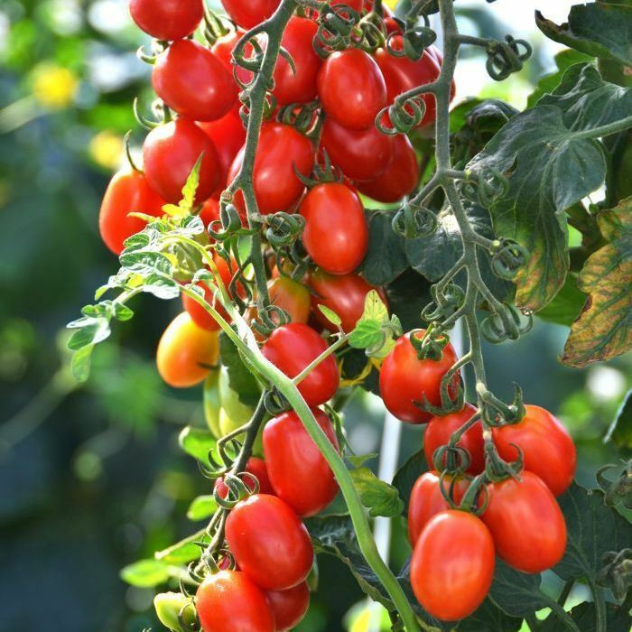 Rosii , tomate suculente soiul ROMA VF - 5 seminte pentru semanat