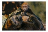 Tablou Canvas, "Gorile &icirc;n moment de tandrețe parentală", Iată c&acirc;teva cuvinte pentru a descrie tabloul: Afecțiune, Natură, Primate, &Icirc;mbrățișare, Bl&acirc;nde