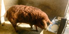 Vand Porci Mangalita foto