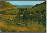 CPI B14168 CARTE POSTALA - MUNTII BUCEGI. VALEA VANTURIS