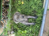 Femela Cane corso blue