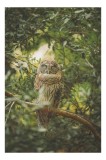 Tablou Canvas, "Bufniță &icirc;n pădurea liniștită ", Bufniță, Frunziș, Somnoroasă, Crepuscul, Liniște, Natură, Ramură, Camuflaj, Pene, 26 x 39 cm, CMCLASS