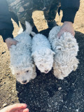 Vand urgent bichon